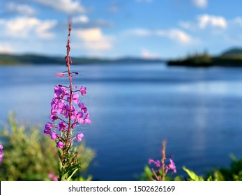 Blooming Yukon Fireweed - Chamaenerion angustifolium - Lac Jaques Cartier in the background in Quebec, CANADA. 