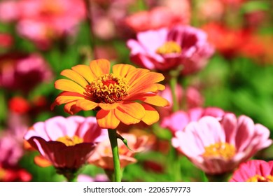 blooming Zinnia(Youth-and-old-age) flowers,close-up of pink and yellow Zinnia flowers blooming in the garden at a sunny day 