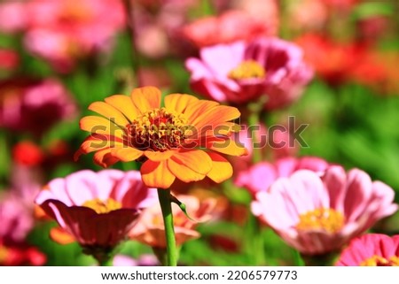 blooming Zinnia(Youth-and-old-age) flowers,close-up of pink and yellow Zinnia flowers blooming in the garden at a sunny day 