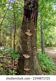 Bloomington Minnesota Tree Hike Outing 