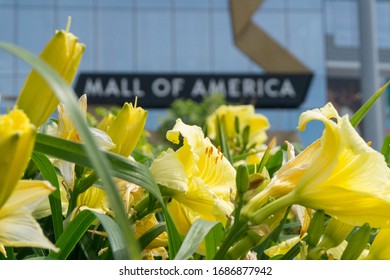 Bloomington, MN, USA, 2019-07-13: Focus On Flowers With Mall Of America In Background