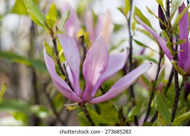 blooms