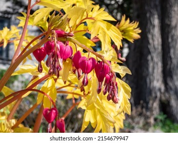 Blooms of the bleeding heart plant cultivar (Dicentra spectabilis) 'Gold Hearts'. Brilliant gold leaves and peach-colored stems, heart-shaped rose-pink flowers with protruding white petals