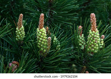 Blooms Of Dwarf Mountain Pine - Pinus Mugo Inflorescence Closeup