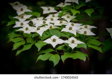 Blooms Of A Kousa Dogwood On A Dark Background. Crowder Park Of Wake County, North Carolina.