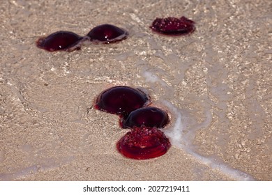 Blooms Of Red Bell Jellyfish (Crambione Mastigophora) On The Ningaloo Reef After A Few Days Of Strong Northerly Winds