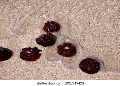 Blooms Of Red Bell Jellyfish (Crambione Mastigophora) On The Ningaloo Reef After A Few Days Of Strong Northerly Winds