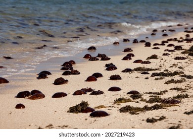 Blooms Of Red Bell Jellyfish (Crambione Mastigophora) On The Ningaloo Reef After A Few Days Of Strong Northerly Winds