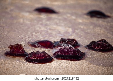 Blooms Of Red Bell Jellyfish (Crambione Mastigophora) On The Ningaloo Reef After A Few Days Of Strong Northerly Winds