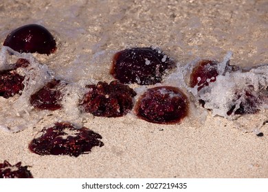 Blooms Of Red Bell Jellyfish (Crambione Mastigophora) On The Ningaloo Reef After A Few Days Of Strong Northerly Winds