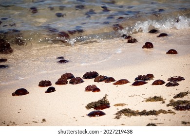 Blooms Of Red Bell Jellyfish (Crambione Mastigophora) On The Ningaloo Reef After A Few Days Of Strong Northerly Winds