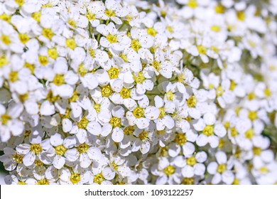 Blooms of the spirea shrub in macro key picture. Beautiful flowers texture of spirea in spring season.  Best photo for 8 march, international women day.