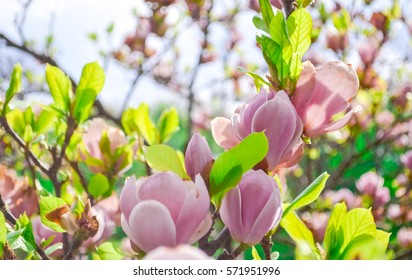 Bloomy magnolia tree with big pink flowers