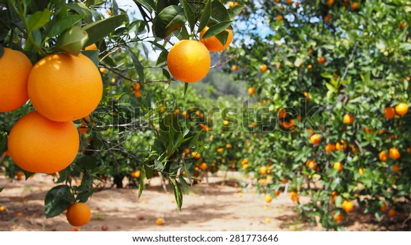 バレンシアの広いオレンジの庭 スペイン の写真素材 今すぐ編集