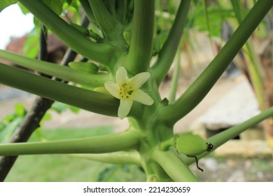 Blora, Indonesia -October 14, 2022. Papaya Fruit Flowers