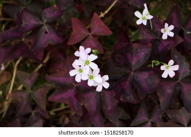 Blosoom Purple Oxalis Regnellii Atropurpurea