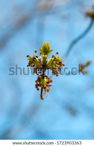 Similar – bud Colour photo