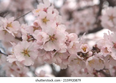 Blossom Of Almond Tree, Prunus Dulcis,  Prunus Amygdalus