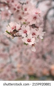 Blossom Of Almond Tree, Prunus Dulcis,  Prunus Amygdalus