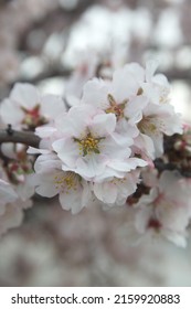 Blossom Of Almond Tree, Prunus Dulcis,  Prunus Amygdalus