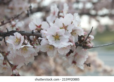 Blossom Of Almond Tree, Prunus Dulcis,  Prunus Amygdalus