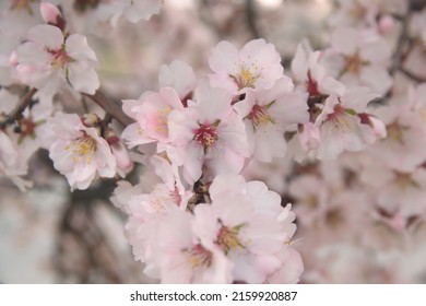 Blossom Of Almond Tree, Prunus Dulcis,  Prunus Amygdalus