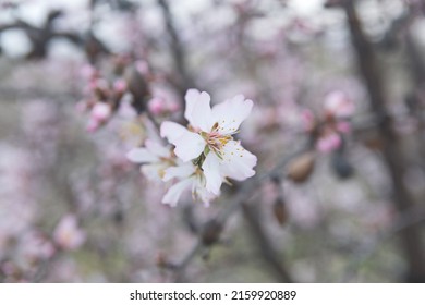 Blossom Of Almond Tree, Prunus Dulcis,  Prunus Amygdalus