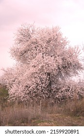 Blossom Of Almond Tree, Prunus Dulcis,  Prunus Amygdalus