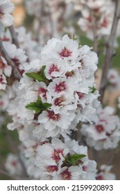 Blossom Of Almond Tree, Prunus Dulcis,  Prunus Amygdalus