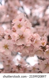 Blossom Of Almond Tree, Prunus Dulcis,  Prunus Amygdalus