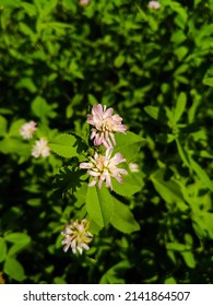 Blossom Alsike clover . Alsike clover flower. Trifolium hybridum. Red clover. Trifolium fragiferum.Trifolium resupinatum. Running buffalo clover. Clover's. 