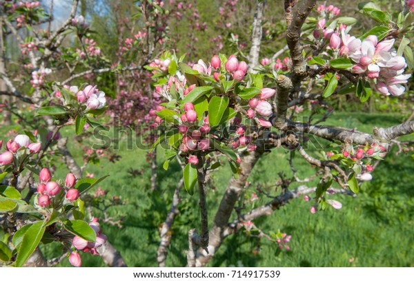 Blossom Apple Tree Malus Orchard Country Stock Photo Edit Now