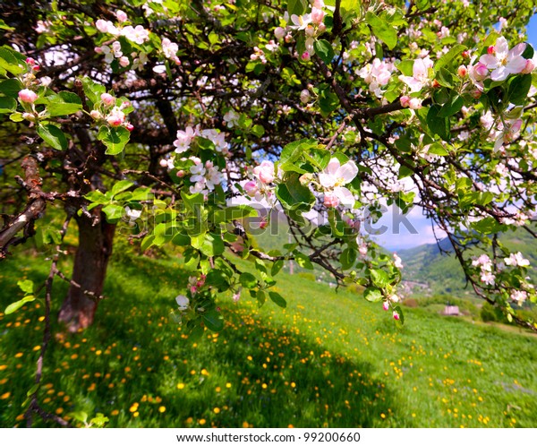 Blossom Apple Tree In The Mountains Village At The Spring