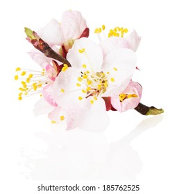 blossom of the apricot on white background