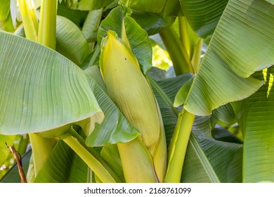 Blossom of a banana in the home garden - Shutterstock ID 2168761099