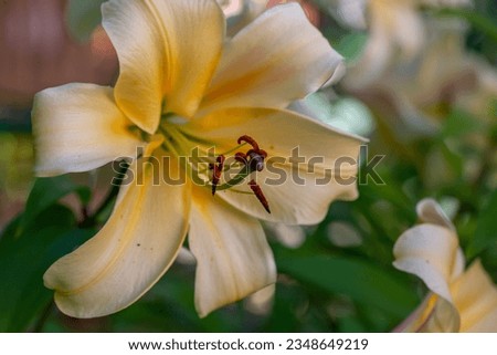Blossom beige lily on a green background on a summer sunny day macro photography. Garden lillies with beige petals in summertime, close-up photo.