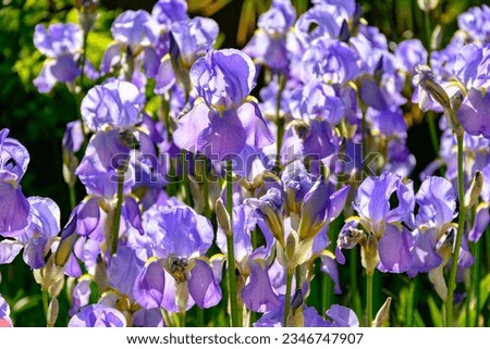Blossom of big light purple iris flowers in sunny garden