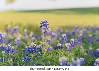 Blossom Bluebonnet Near Lake Park In Lewisville, Texas, USA. Beautiful Texas State Flower Blooming With Soft Sunset Light