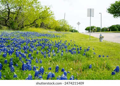 Blossom bluebonnet on roadside street with speed limit sign post at springtime in Irving, Texas, fields of engaging wildflower mix blend, environmental planning and management of urban natural. USA - Powered by Shutterstock
