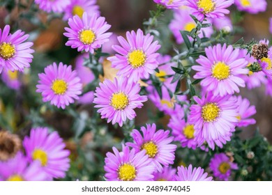 Blossom of bright Aster novi-belgii in autumn. Beautiful fall pink flowers of Symphyotrichum novi-belgii in the family Asteraceae. Vibrant Michaelmas daisy. Seasonal wallpaper for design. - Powered by Shutterstock