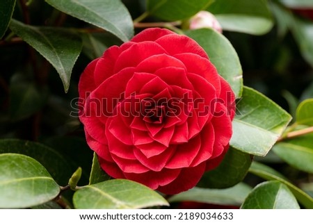 Blossom of camelia japonica, Uso Otome variety, lpetal camellia, japanese camellia.
