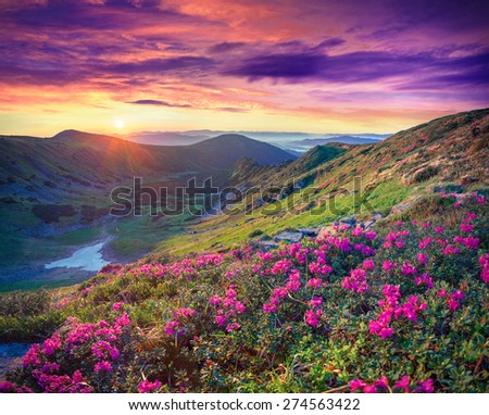 Blossom carpet of pink rhododendron flowers in the mountains at sunrise