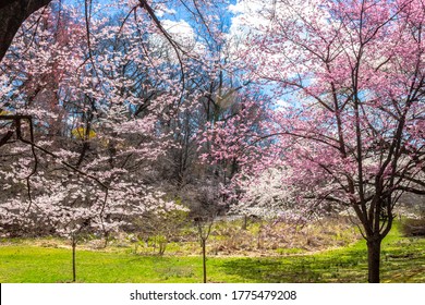 Blossom Cherry In Branch Brook Park