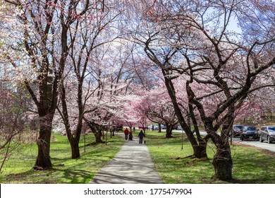 Blossom Cherry Branch Brook Park