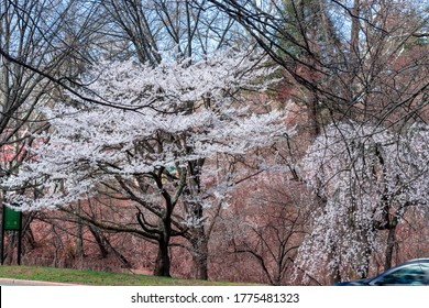 Blossom Cherry Branch Brook Park