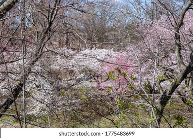 Blossom Cherry Branch Brook Park