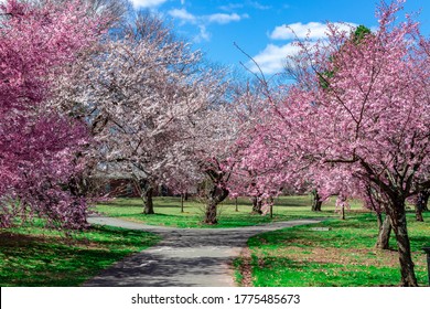 Blossom Cherry Branch Brook Park