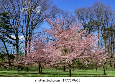 Blossom Cherry Branch Brook Park