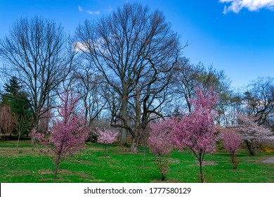 Blossom Cherry Branch Brook Park