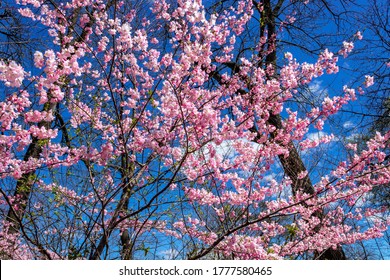 Blossom Cherry Branch Brook Park